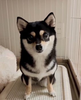 正面を向いて座る柴犬