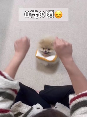飼い主さんの腕の前に小型犬