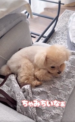 寂しがるくるみたん