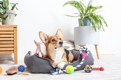おもちゃに囲まれた犬