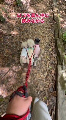 2頭の犬にぴったり体をくっつけられて歩く犬