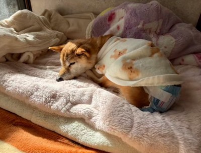 眠るクッキーちゃん