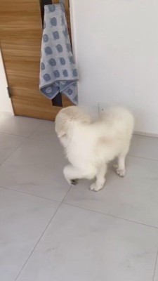 音がした方を振り向く子犬