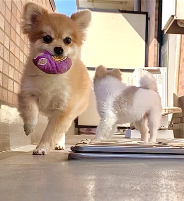 「ぐり」ちゃん