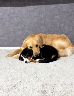 リラックスする2匹