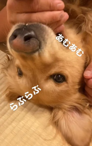 男性と密着しながら転がるゴールデンレトリバー