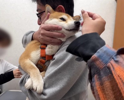 静かに頑張るわらびちゃん