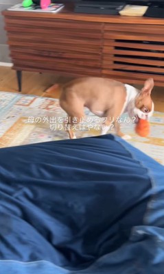 お母さん外出時のジノくん9