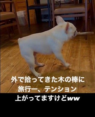 右向きの犬