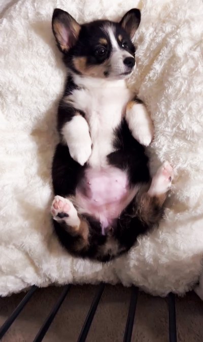 クッションに寝転がる子犬