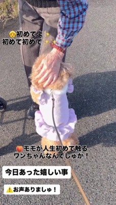 初めて犬を触った