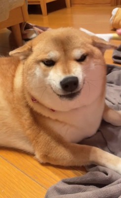 耳は大丈夫なまろんちゃん