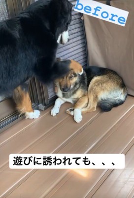 同居犬が遊びに誘うと…