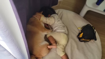 わらびちゃん、行かないで!!