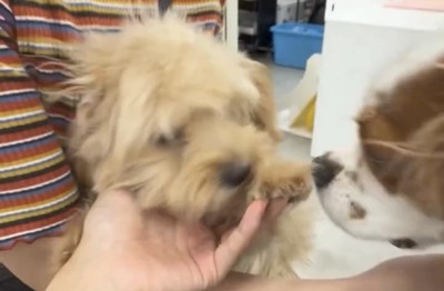 抱っこされた犬に顔を近づける犬