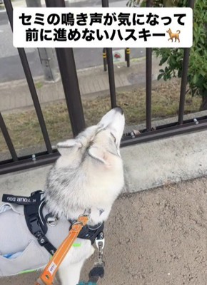セミの声が気になる…
