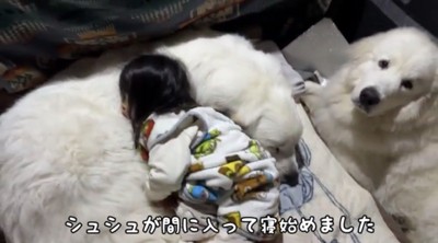 眠る子どもを見守る犬