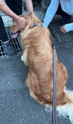 ピノくんとご夫婦の再会⑩