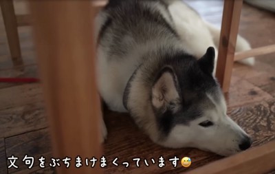 不満そうな犬