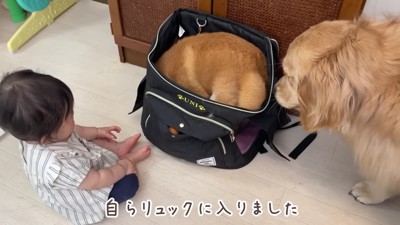 自発的にリュックサックの中へ