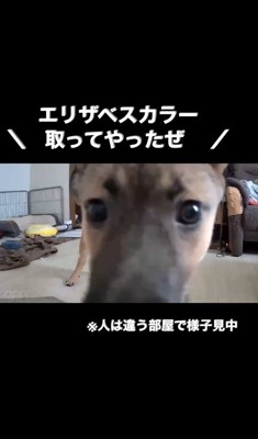 カメラを見つめる子犬