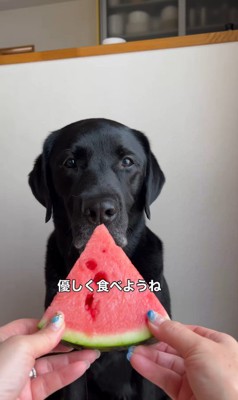 スイカを食べるポールくん