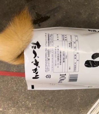 10キロのお米の袋！！
