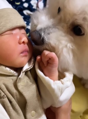 新生児を見つめる小型犬