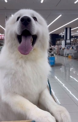 グレートピレニーズのアレンくん