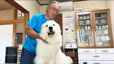 老年男性に首元を撫でられる犬