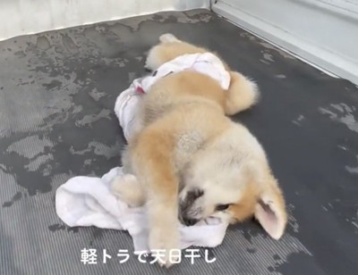 荷台でひっくり返る犬