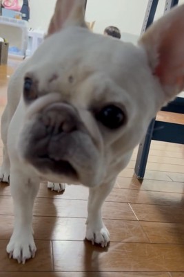 険しい表情で立つ犬