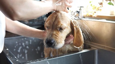 るこる君の初シャンプー8