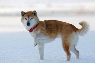 雪が冷たくて手を上げる柴犬