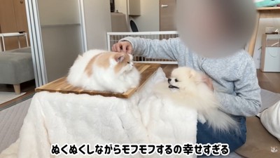 みんなで仲良くぬくぬく…♪