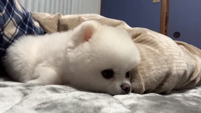 眠そうなマヨちゃん