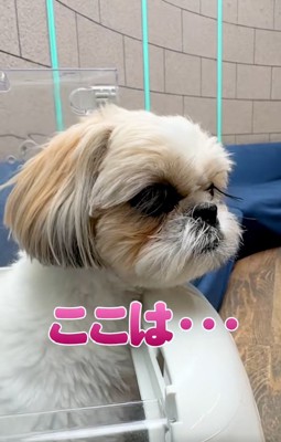 病院だと気づいたココちゃん