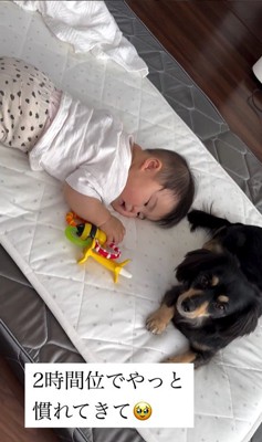 赤ちゃんとワンちゃんの初対面5