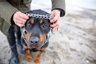 スパイクカラーをつけられる犬