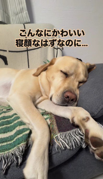 甘えん坊のルークくん