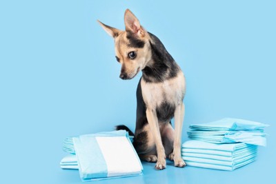 ペットシーツのそばに座っている犬