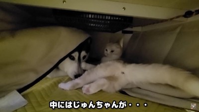 じゅんちゃんが入っていた