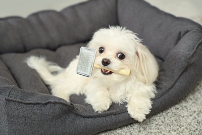 犬用ベッドに伏せてブラシをくわえる犬