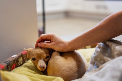 おとなしい子犬