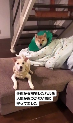 兄犬が手術したら…