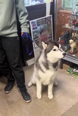 「すぐそこに飼い主さんが…」