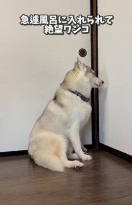 お風呂に入れたら…