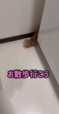 洗濯機の裏から出ている尻尾「お散歩行こう」