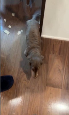 お留守番中にイタズラしたルクちゃん4