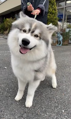 蓮くんの赤ちゃん時代と成長後の姿8